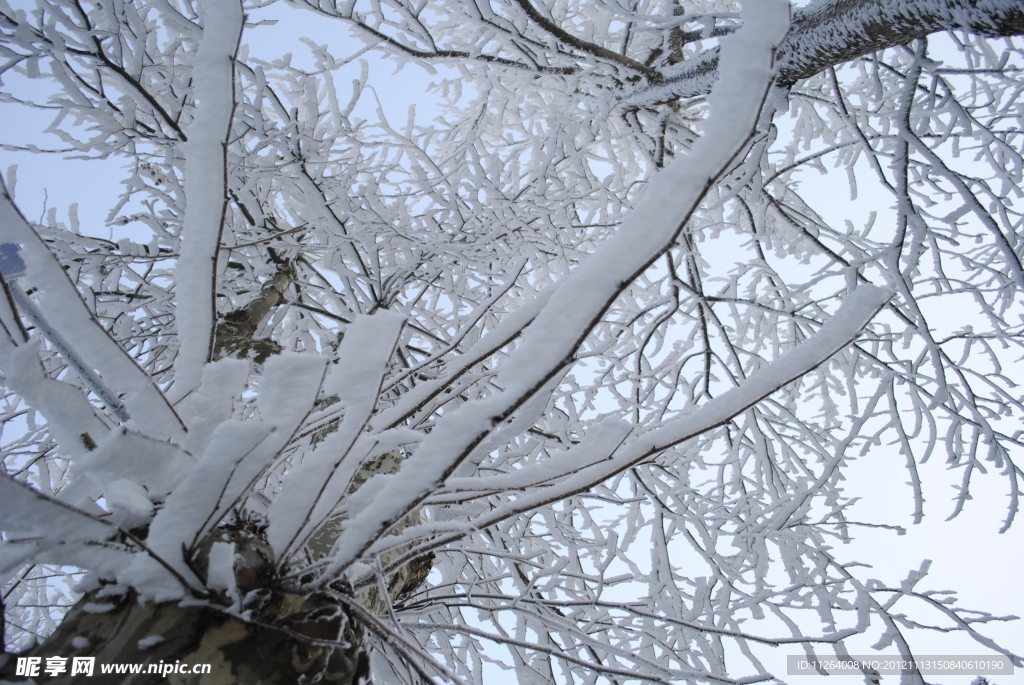 雪后树枝纹理