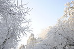 庐山雪后树枝