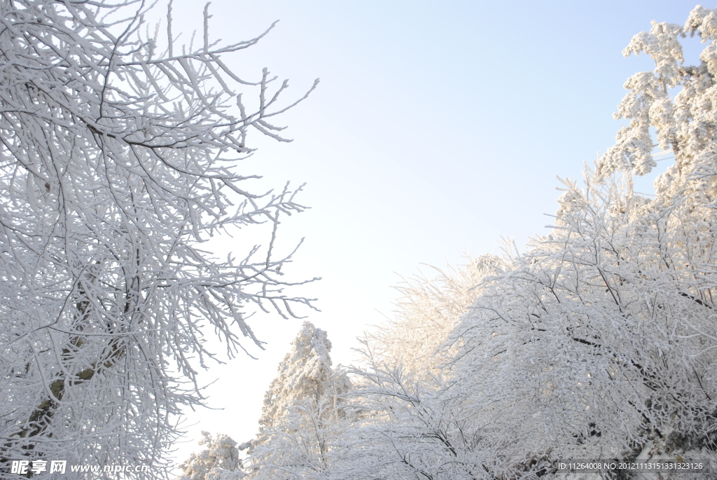 庐山雪后树枝