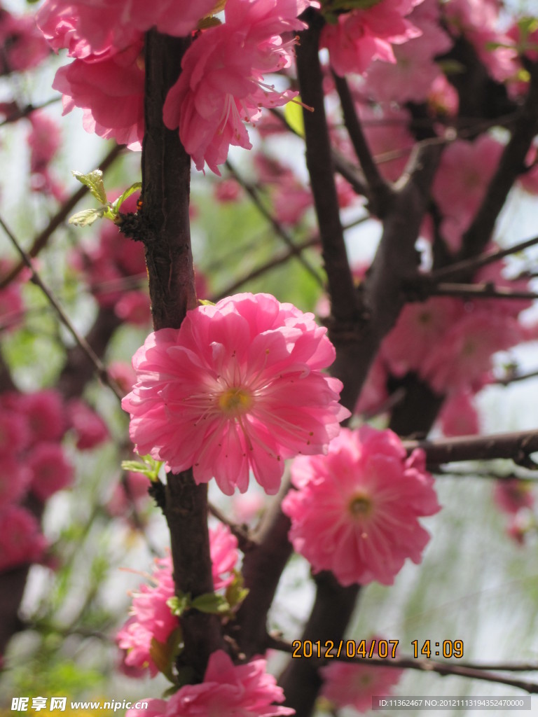 樱花