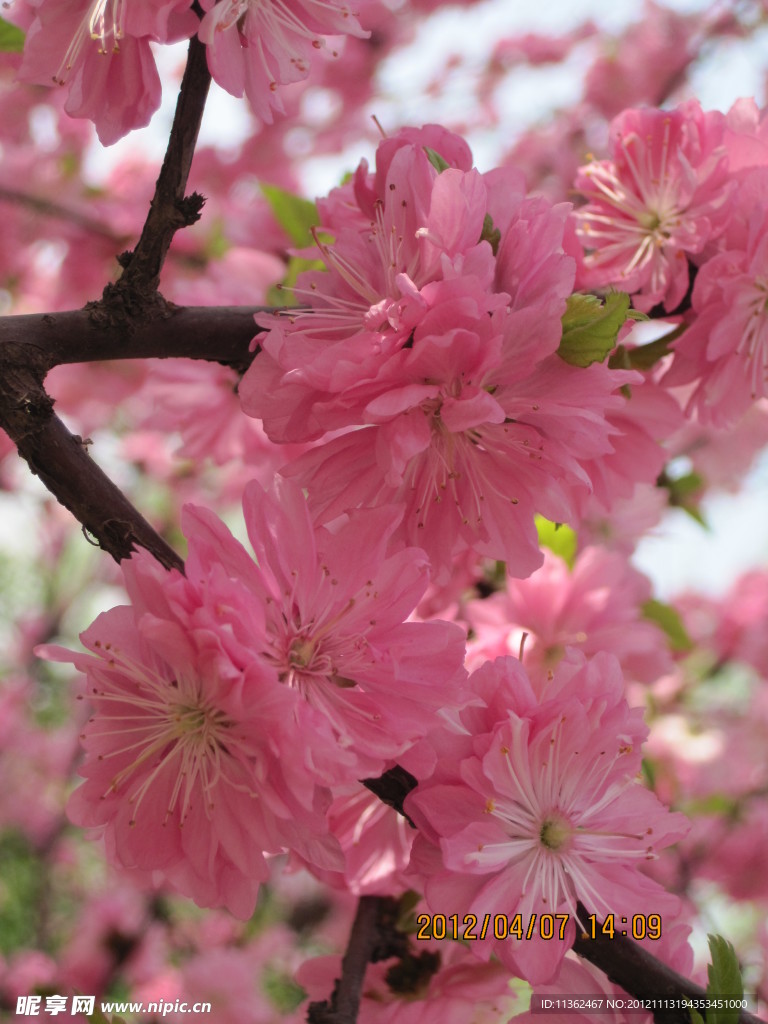 樱花