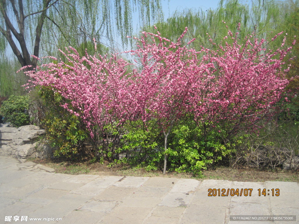 樱花