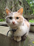 小猫