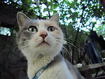 小猫