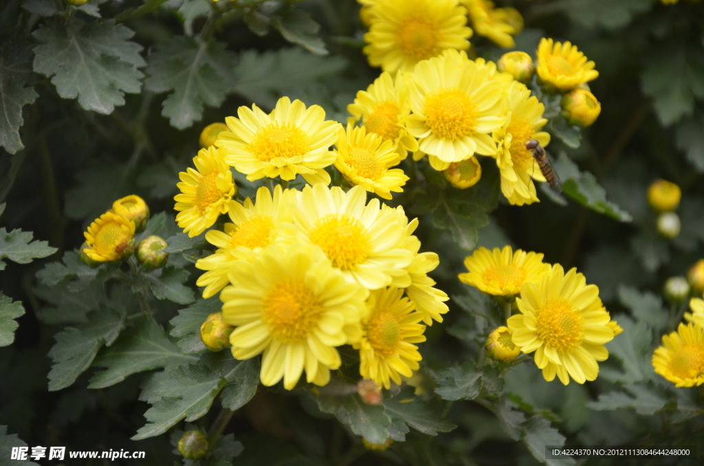 菊花