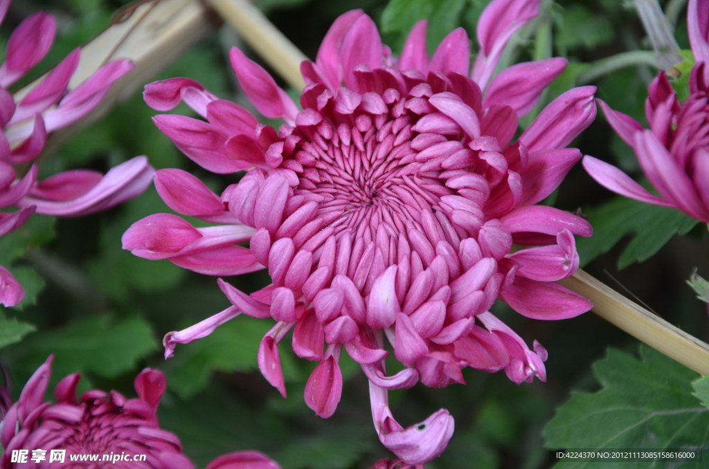 菊花