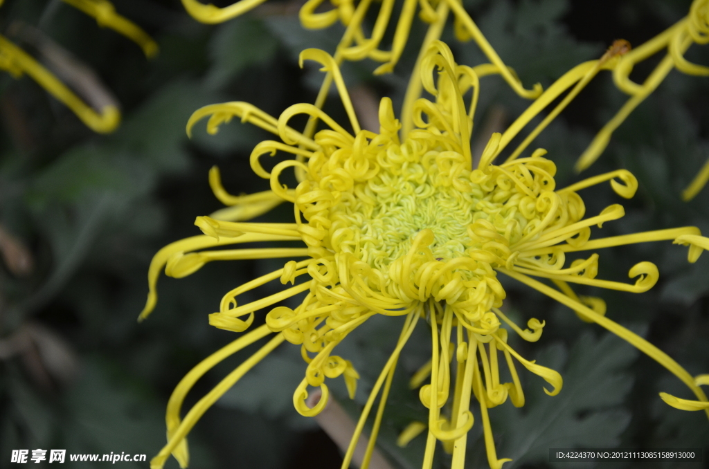 菊花