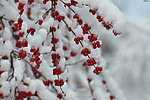 雪中忍冬