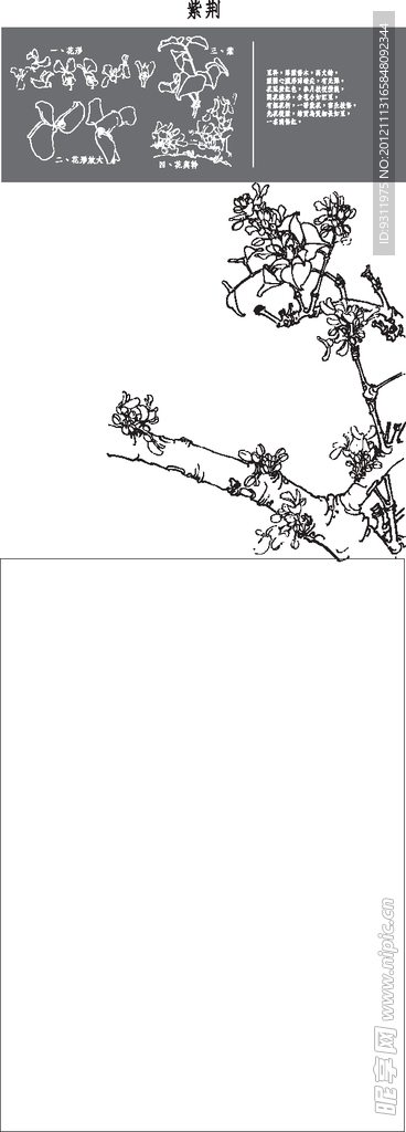 紫荆