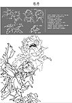 牡丹