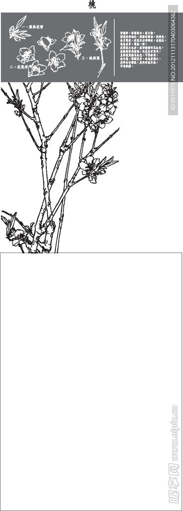 桃花