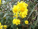 野菊花