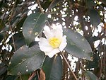 茶油花