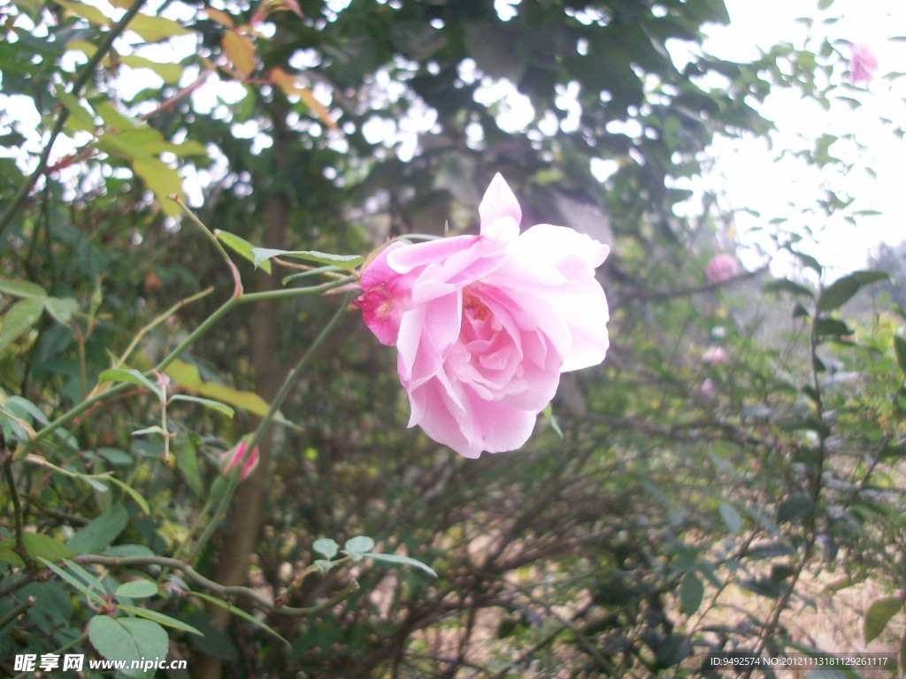 月季花