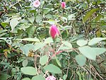 月季花苞