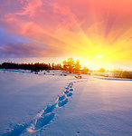 冬季雪景