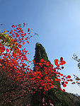 青龙峡枫叶