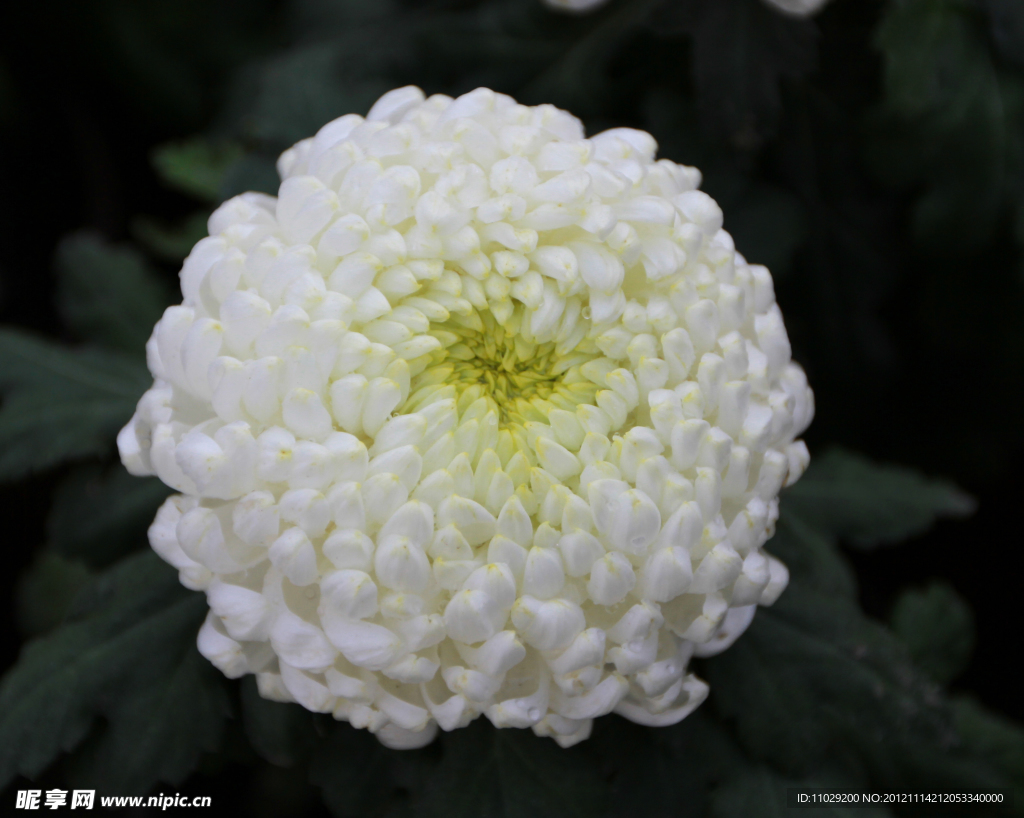 菊花