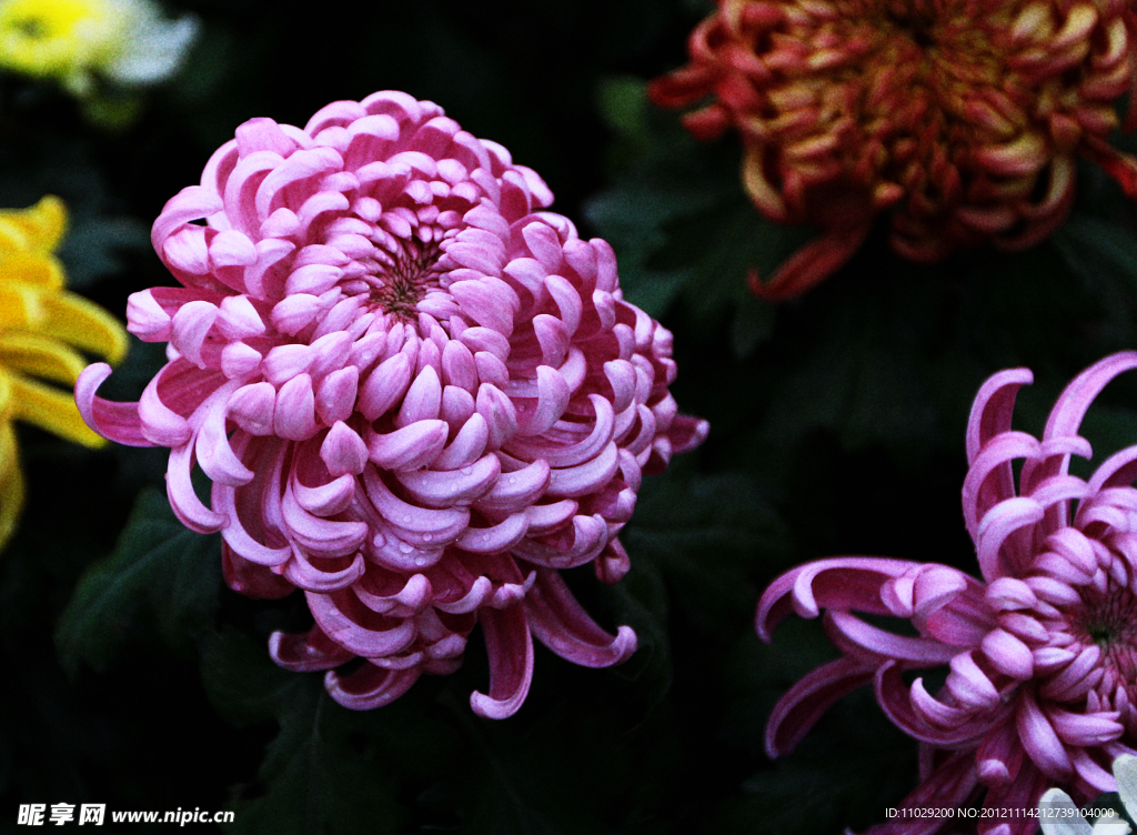 菊花