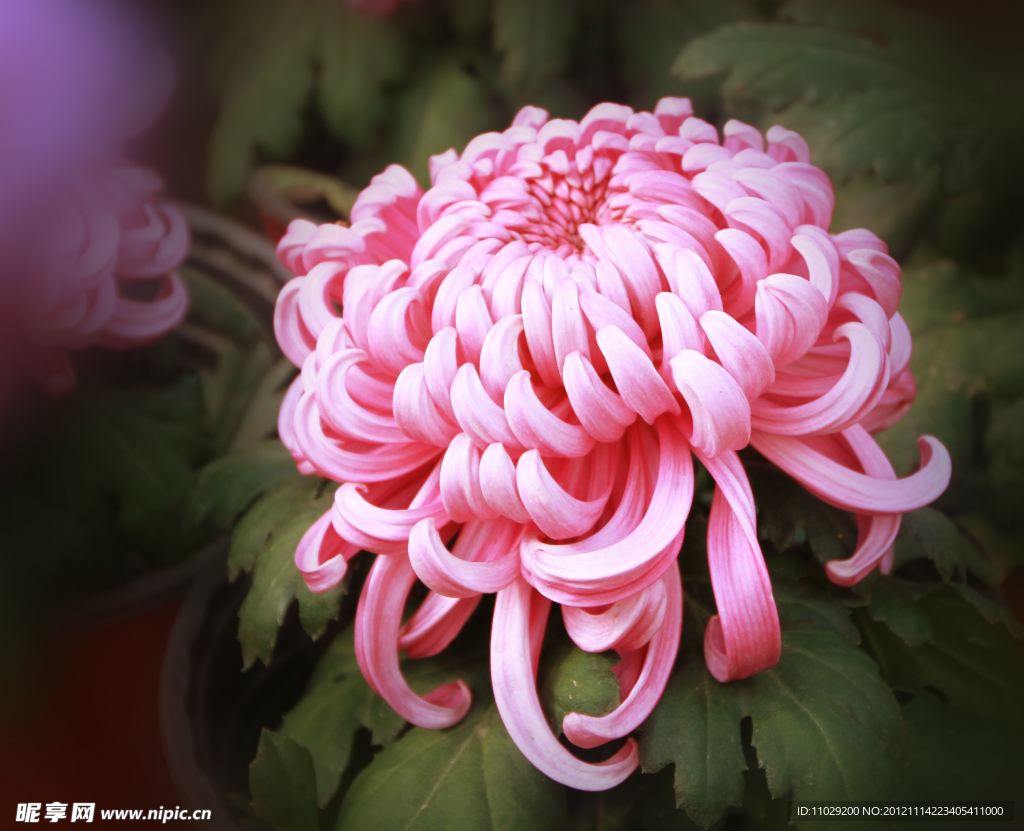 菊花