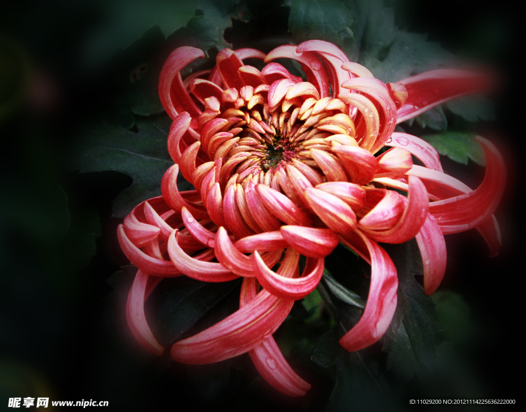 菊花