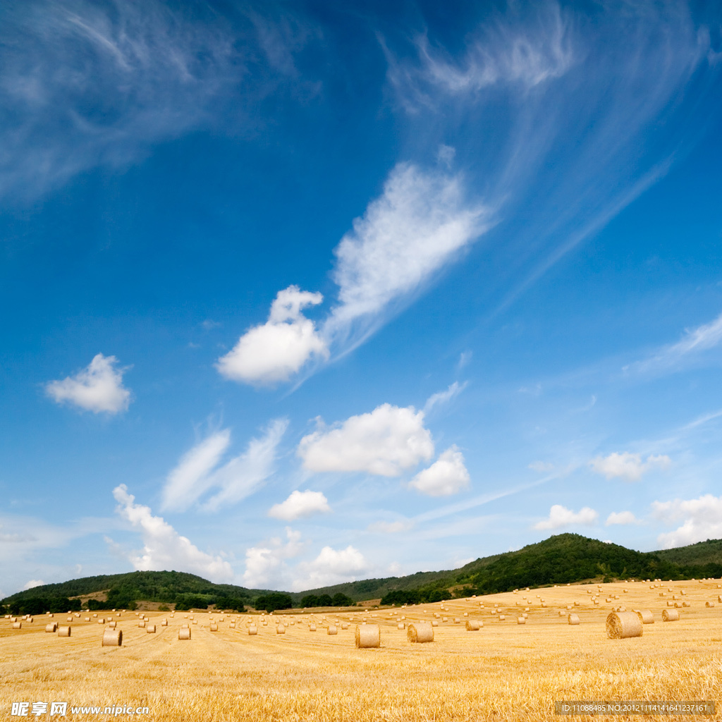 田野