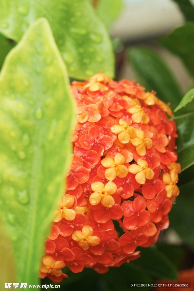 龙船花