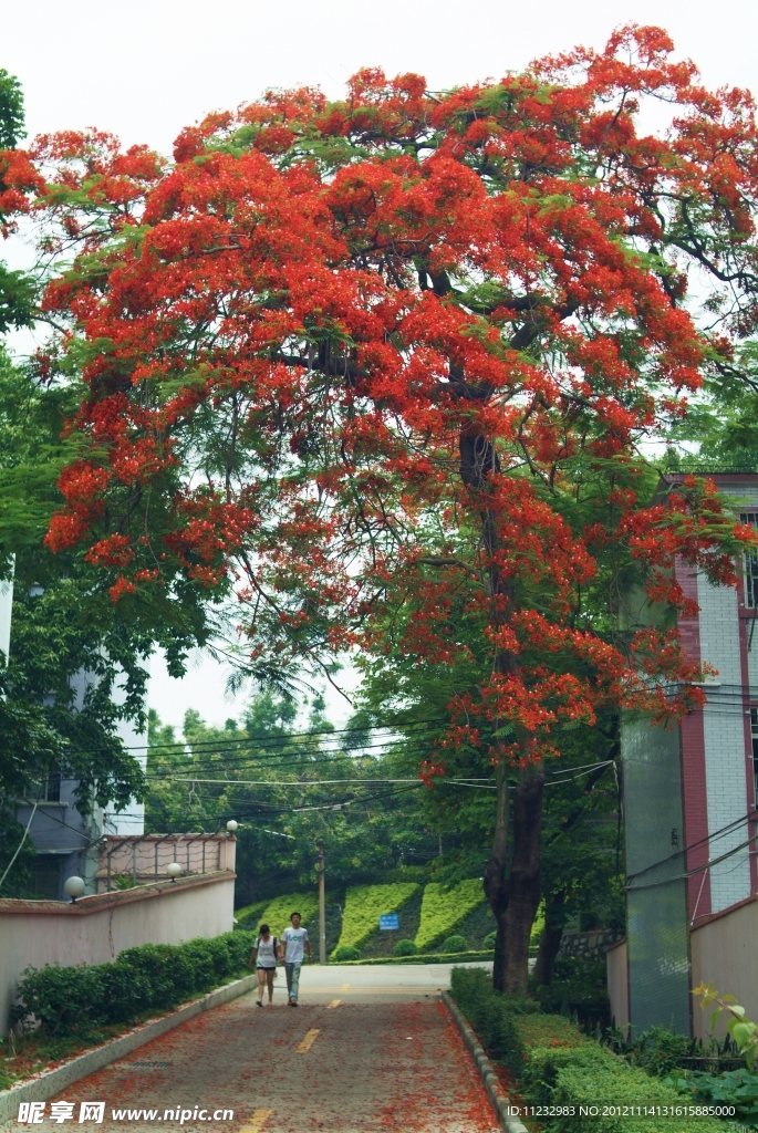 凤凰花开