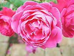 月季花开