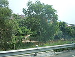 路边小树