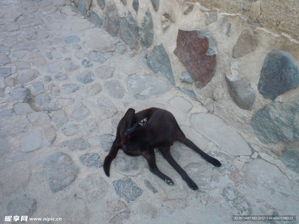 狗狗