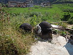 厦门土楼