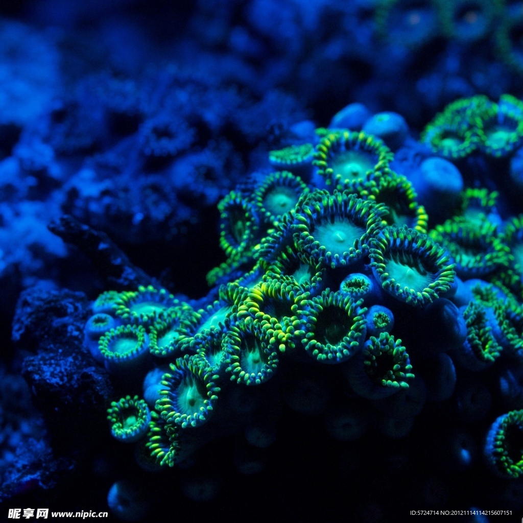 海底生物