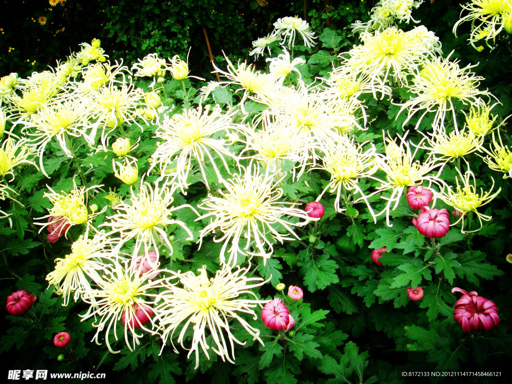 菊花