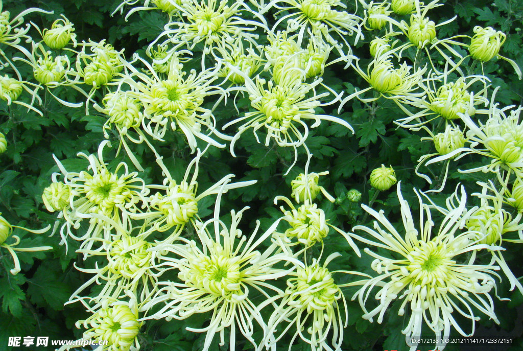 青菊