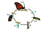 蝴蝶完全变态过程 矢量