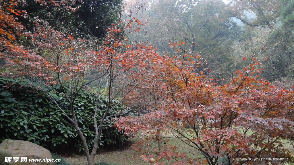 秋天的风景