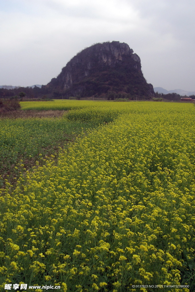 油菜花