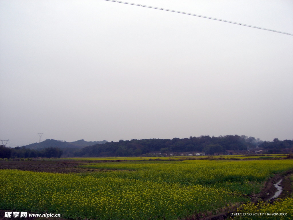 油菜花