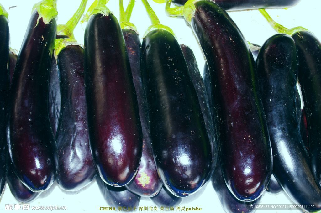 黑皮茄子 蔬菜