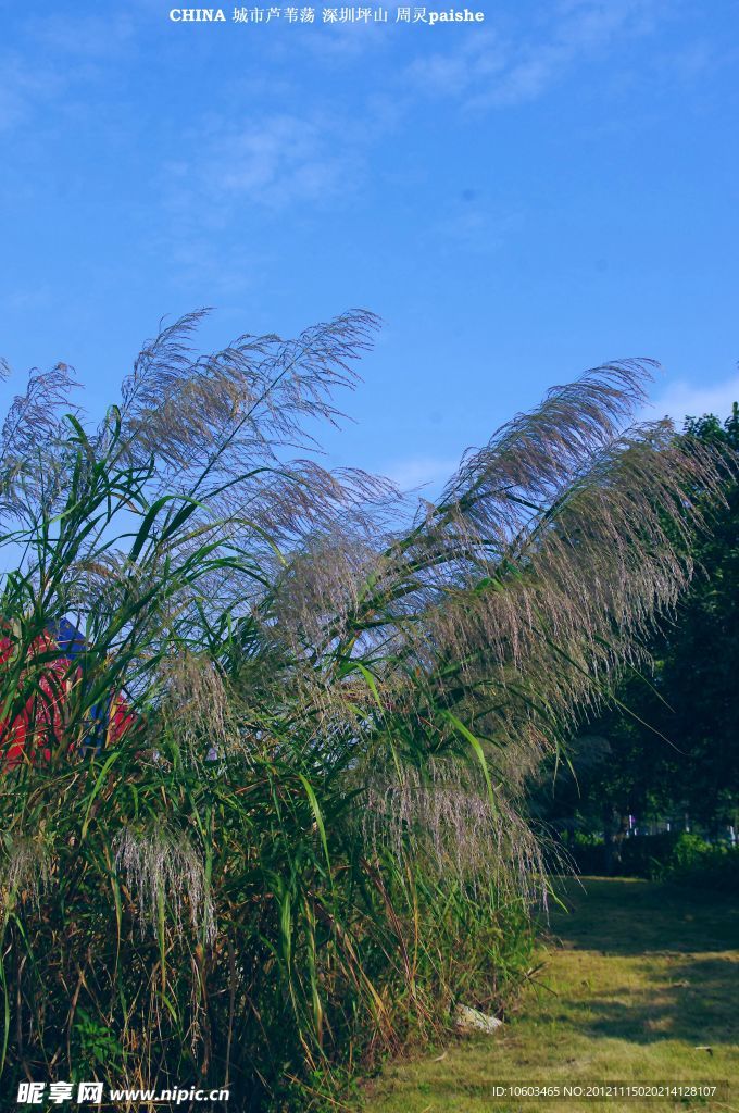 城市风景 芦苇景观