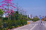 道路景观 城市绿化