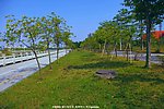城市环保 道路绿化