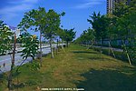 城市环保 道路绿化