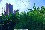 城市生态 绿色楼居