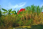 绿色生态 植物滋生