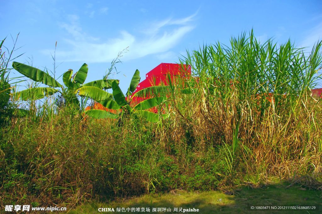 绿色生态 植物滋生