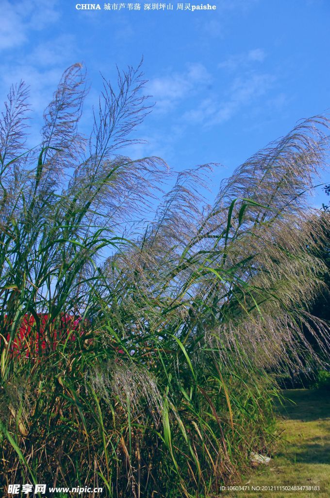 城市的芦苇