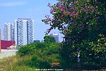 绿色城市 高楼纵立