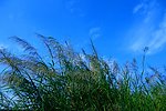 风景桌面 城市 芦苇